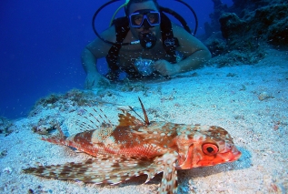 Experienced Diving